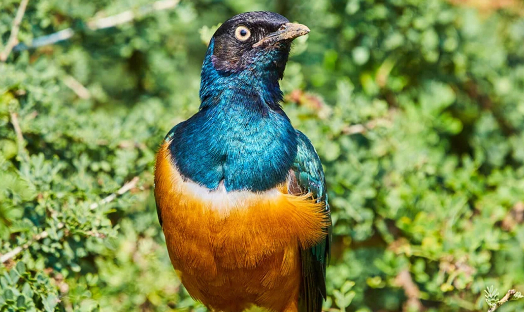 A guided birding tour along a scenic trail in Rwanda's Land of a Thousand Hills.