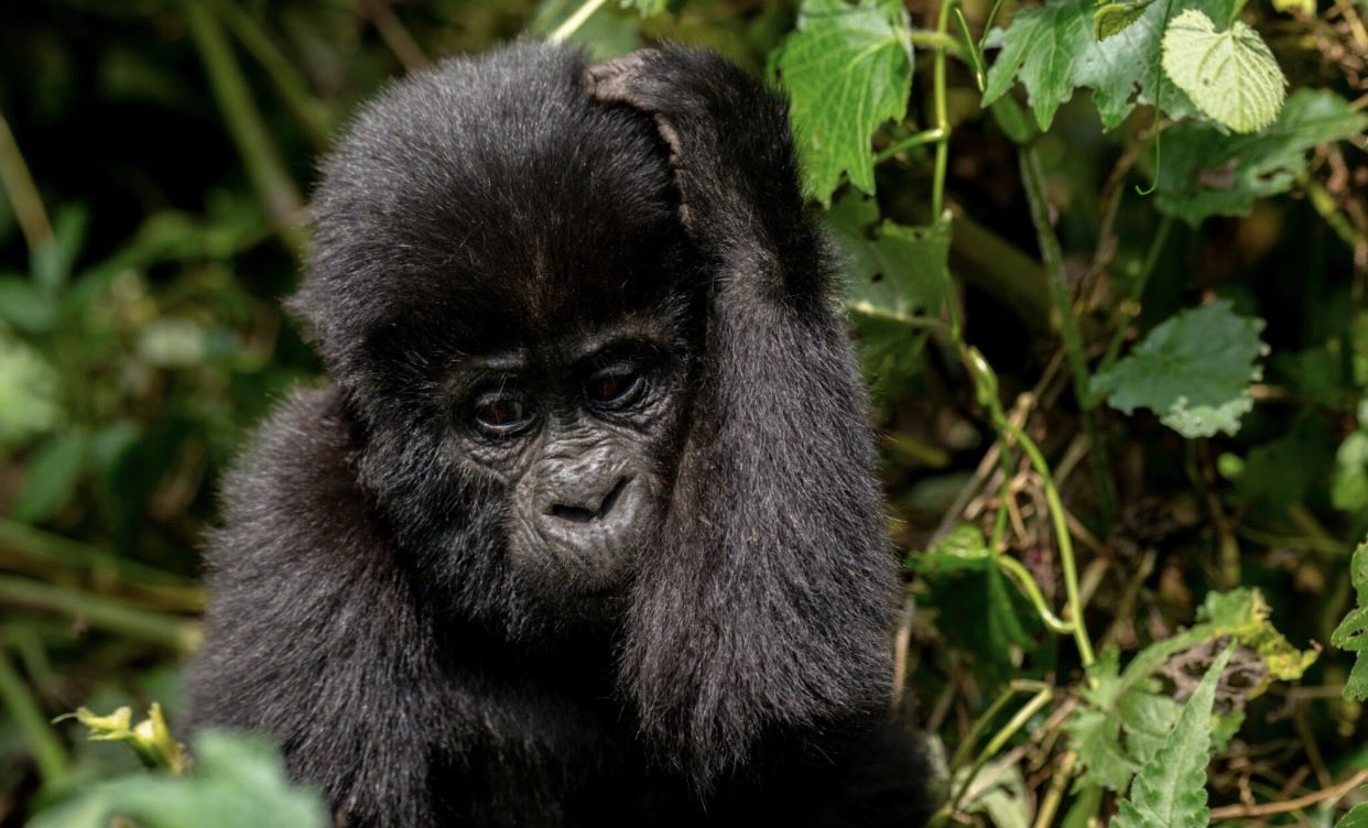 A wild mountain gorilla resting in the dense foliage of Bwindi Impenetrable National Park, Uganda.