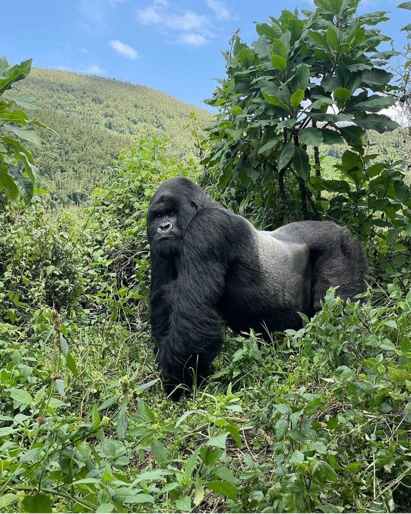 A small group of travelers on a 14-day safari observing a family of mountain gorillas in the misty Bwindi Impenetrable Forest, Uganda.
