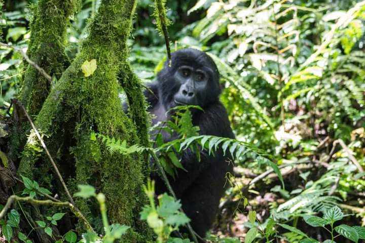 Trek Rwanda’s Wild Heart: 9-Day Gorilla & Primate Expedition