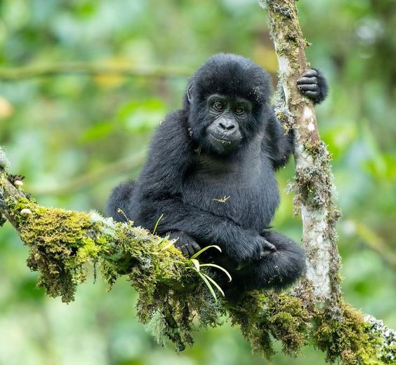 A mature silverback mountain gorilla sitting calmly in the dense foliage of Bwindi Impenetrable National Park, his thoughtful eyes looking directly at the camera.
