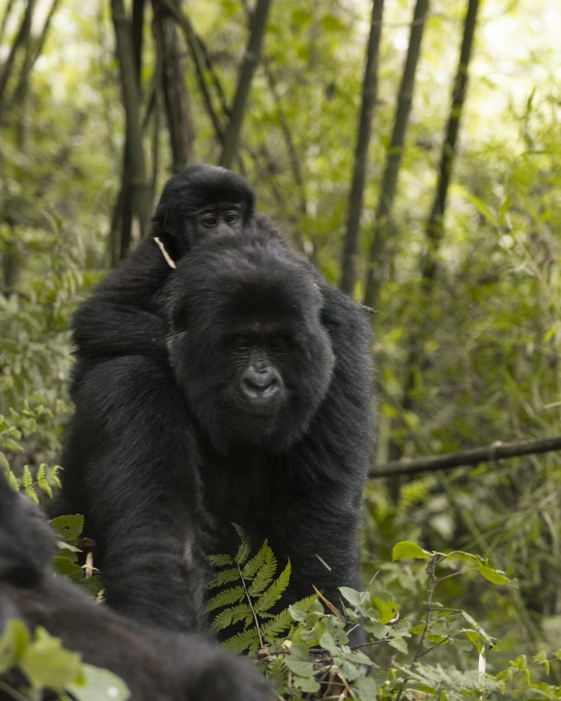 A trekker observes a family of mountain gorillas in the bamboo forest of Volcanoes National Park, Rwanda.