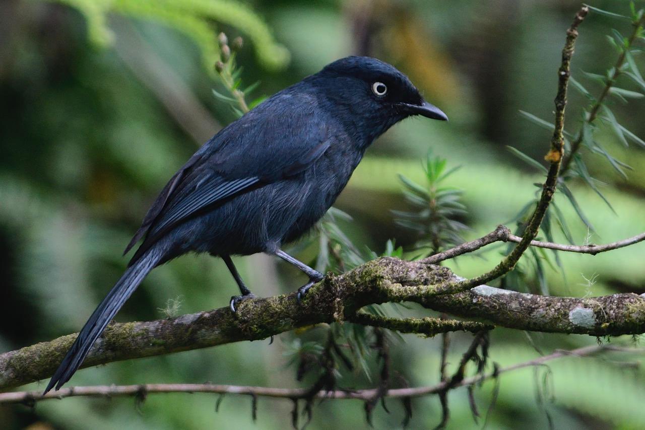 10-Day Albertine Rift Endemics Tour: Birds & Primates of Rwanda