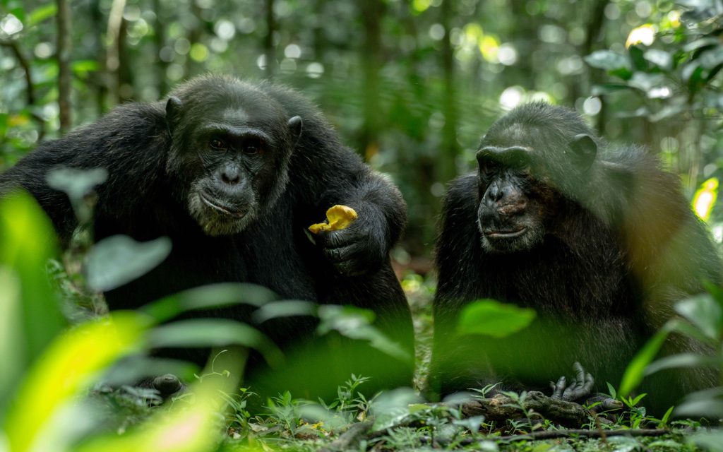 A close-up view of a wild chimpanzee in Kibale National Park, Uganda, clinging to a tree vine during a guided forest trek.