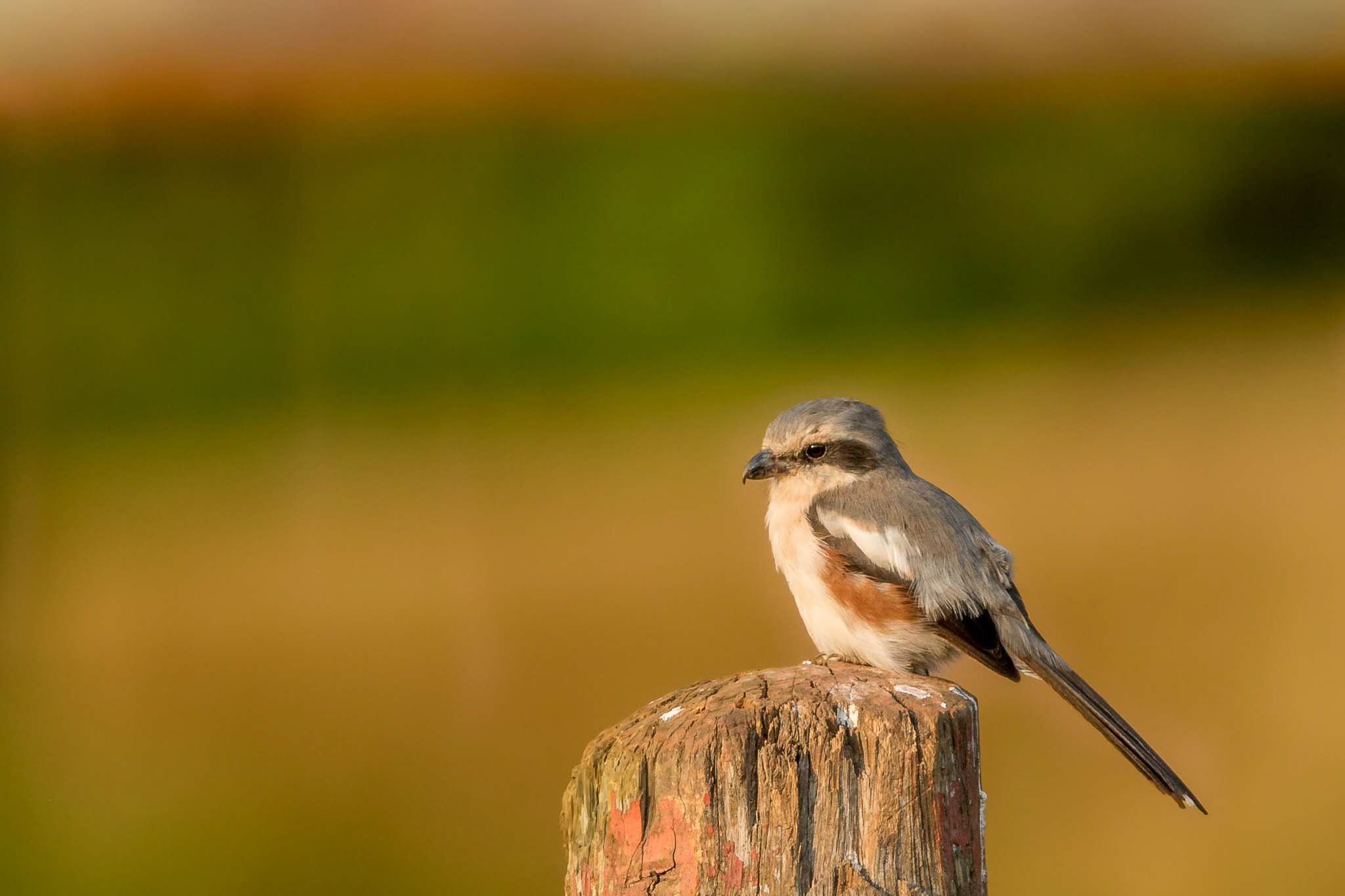 16-Day Rwanda Birding & Wildlife Safari: A Symphony of Wings and Wilderness