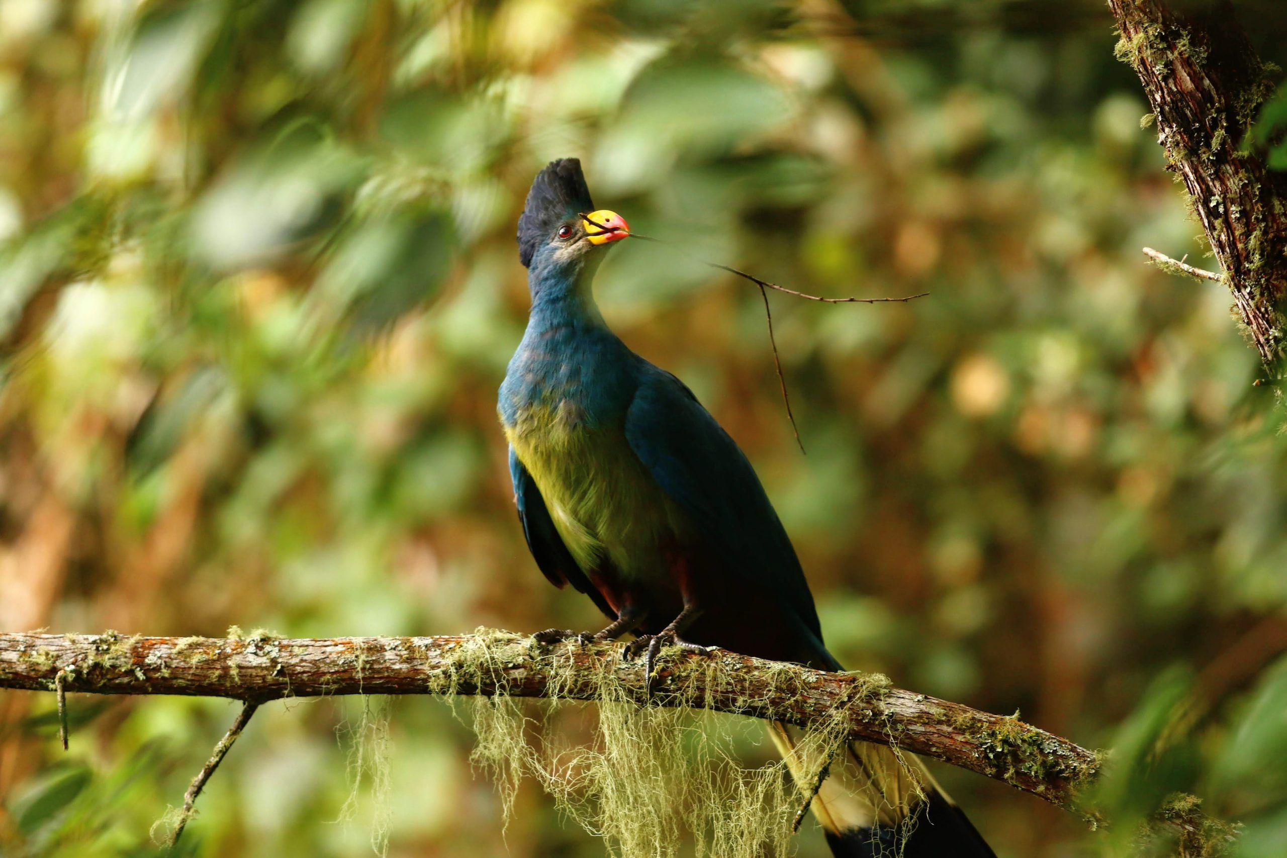 12-Day Rwanda Birding & Wildlife Tour: A Journey of Feathers & Giants