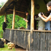 A family of endangered Mountain Gorillas foraging in the greenery on the edge of Bwindi Impenetrable Forest, with the luxury Buhoma Lodge visible softly in the background.