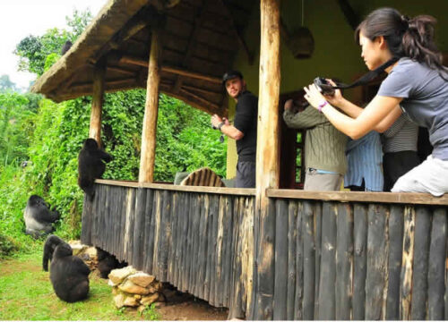 Unbelievable but True: Lodges in Bwindi Where Gorillas Can Come Over! 🦍☕