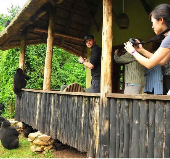 Unbelievable but True: Lodges in Bwindi Where Gorillas Can Come Over! 🦍☕