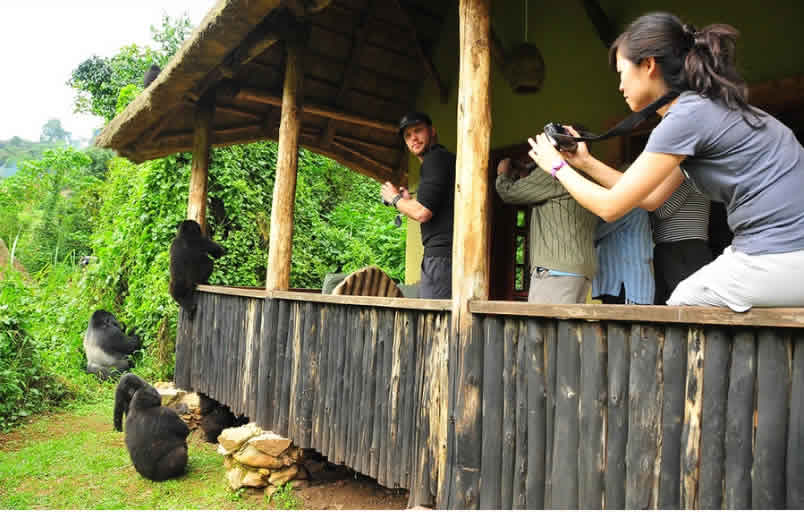 A family of endangered Mountain Gorillas foraging in the greenery on the edge of Bwindi Impenetrable Forest, with the luxury Buhoma Lodge visible softly in the background.