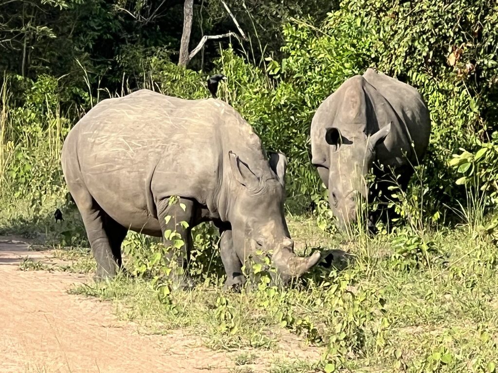 White rhino in Uganda's Ziwa Rhino Sanctuary.